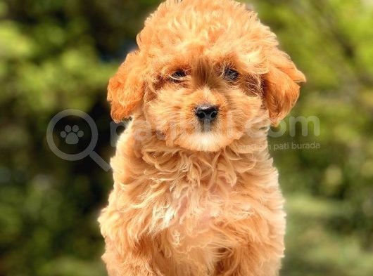 2.5 Aylık Dişi Maltipoo