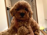 Dişi Teacup Toy Poodle