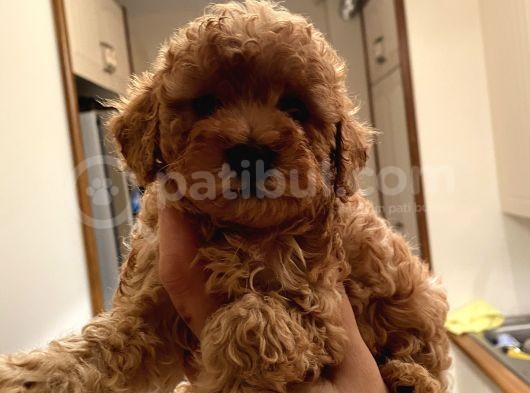 Dişi Teacup Toy Poodle görsel