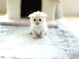 Scottish Fold Scottish  Straight Yavrular