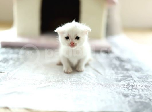 Scottish Fold Scottish  Straight Yavrular görsel