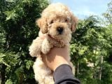 Bebek Surat Toy Poodle Bebekler