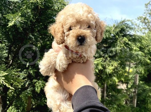 Bebek Surat Toy Poodle Bebekler görsel