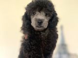 Yakışıklı Silver Poodle Yavrumuz