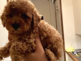 Dişi Teacup Toy Poodle