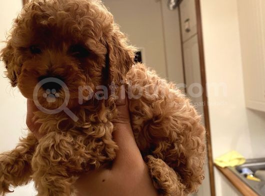 Dişi Teacup Toy Poodle görsel
