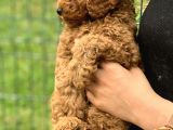Şov Kalite Red Toy Poodle