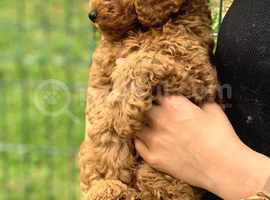 Şov Kalite Red Toy Poodle görsel