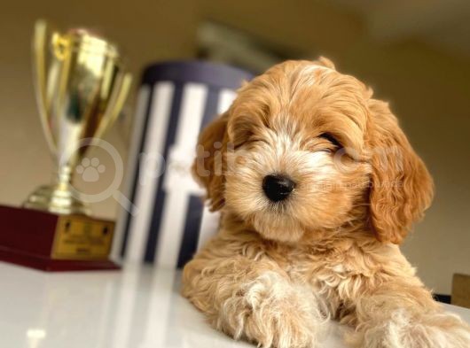 Güzel Maltipoo Kızımız görsel