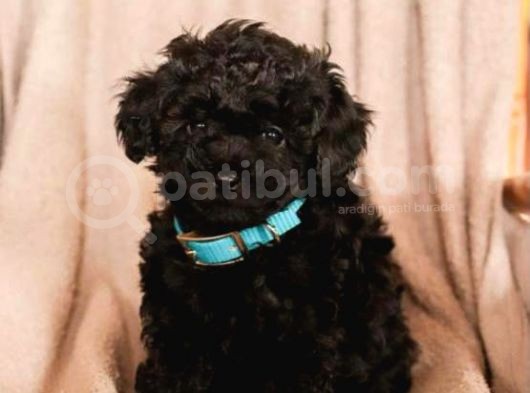 Sevimli Poodle Yavrumuz görsel