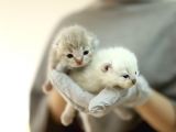 Scottish Fold Scottish  Straight Yavrular