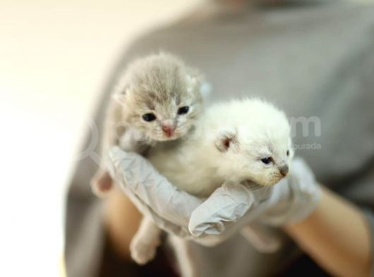 Scottish Fold Scottish  Straight Yavrular