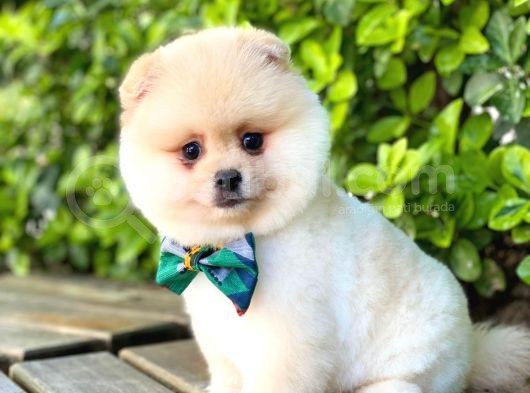 Safkan Teddu Face Pomeranian Yavrularımız görsel