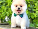 Safkan Teddu Face Pomeranian Yavrularımız