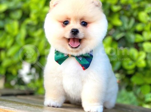 Safkan Teddu Face Pomeranian Yavrularımız görsel