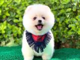 Safkan Gülen Surat Pomeranian Yavrularımız