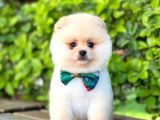 Safkan Teddu Face Pomeranian Yavrularımız