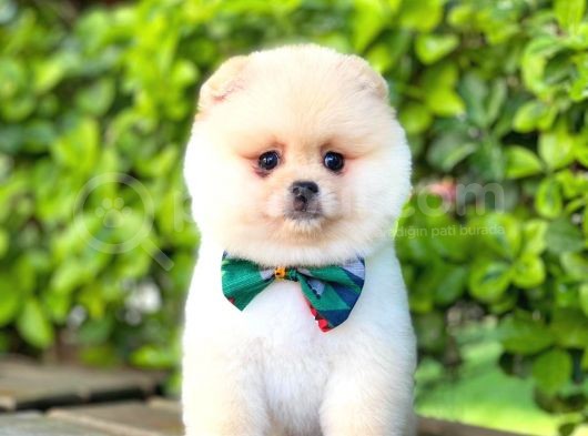 Safkan Teddu Face Pomeranian Yavrularımız