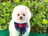 Safkan Gülen Surat Pomeranian Yavrularımız