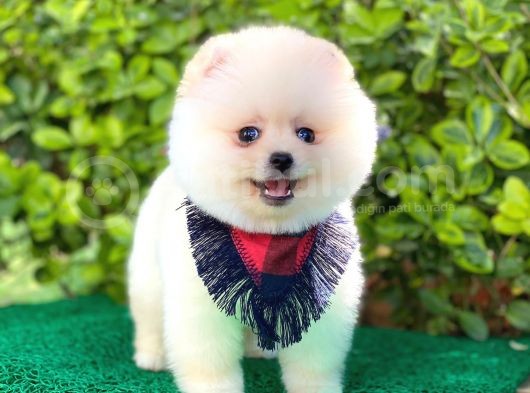 Safkan Gülen Surat Pomeranian Yavrularımız görsel