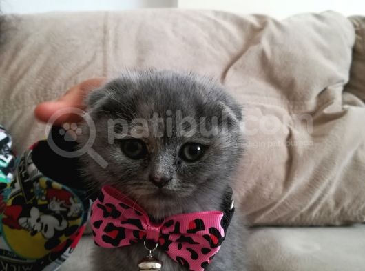 Safkan Scotish Fold Kedimi Sahiplendirmek İstiyorum görsel