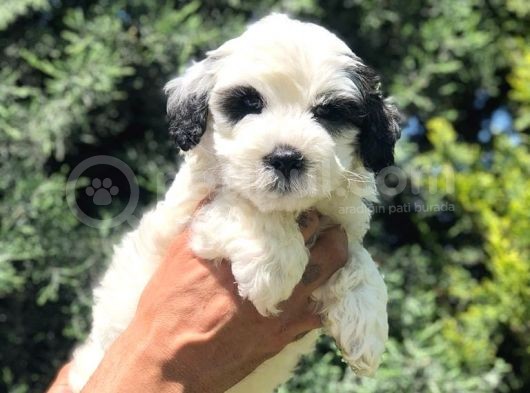 Irk Ve Sağlık Garantili Erkek Maltipoo Yavrumuz görsel