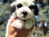 Irk ve Sağlık Garantili Erkek Maltipoo Yavrumuz