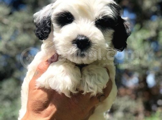 Irk Ve Sağlık Garantili Erkek Maltipoo Yavrumuz