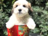 Veteriner Teknikerinden Sevimli Dişi Maltipoo Yavrumuz