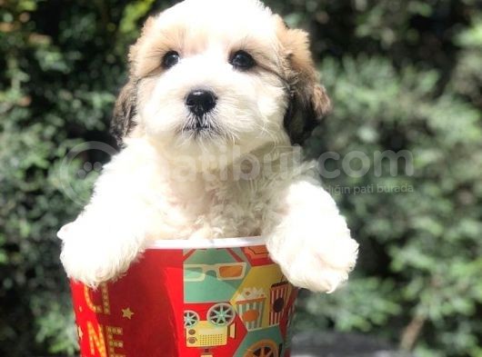 Veteriner Teknikerinden Sevimli Dişi Maltipoo Yavrumuz görsel