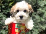 Veteriner Teknikerinden Sevimli Dişi Maltipoo Yavrumuz