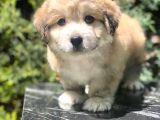Veteriner Teknikerinden Sevimli Erkek Maltipoo Yavrumuz