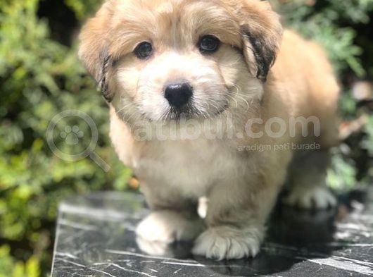 Veteriner Teknikerinden Sevimli Erkek Maltipoo Yavrumuz