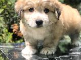 Veteriner Teknikerinden Sevimli Erkek Maltipoo Yavrumuz