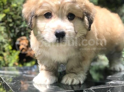 Veteriner Teknikerinden Sevimli Erkek Maltipoo Yavrumuz görsel