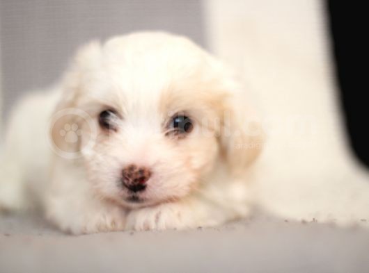45 Günlük Terrier Yavrular görsel