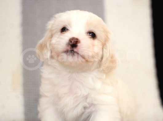 45 Günlük Terrier Yavrular görsel