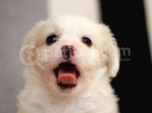 45 Günlük Terrier Yavrular