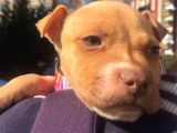 Safkan 3 Aylık Erkek American Bully