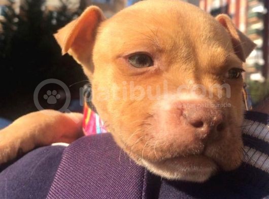 Safkan 3 Aylık Erkek American Bully görsel
