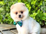 Sevimli Pomeranian