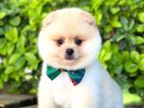 Sevimli Pomeranian