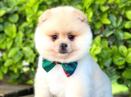 Sevimli Pomeranian görsel
