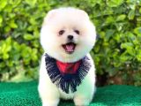 Yakışıklı Pomeranian Boo