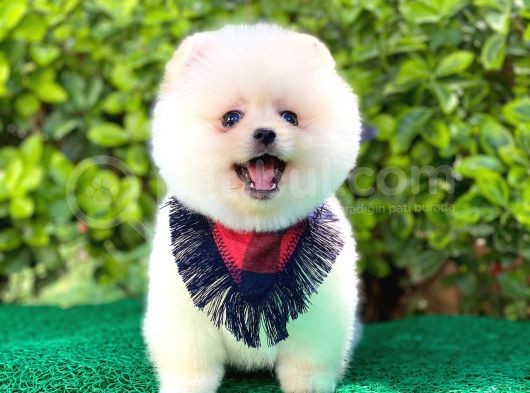 Yakışıklı Pomeranian Boo görsel
