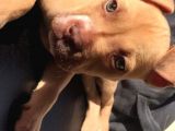 Safkan 3 Aylık Erkek American Bully