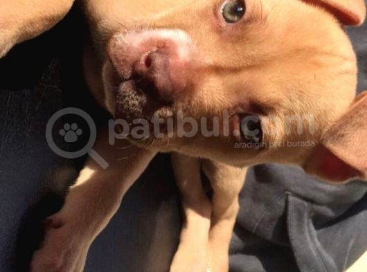 Safkan 3 Aylık Erkek American Bully görsel