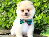 Sevimli Pomeranian