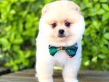 Sevimli Pomeranian
