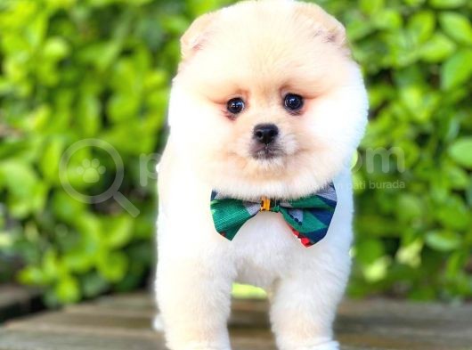 Sevimli Pomeranian görsel